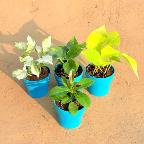 Set of 4 - Hoya Carnosa, Marble Money Plant, Money Plant Green & Golden Money Plant in 4 Inch English Blue Premium Daisy Plastic Planter