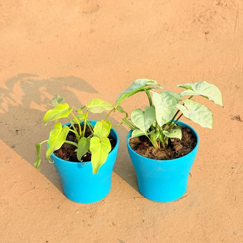 Set of 2 - Xanadu Golden & Syngonium White in 4 Inch English Blue Premium Daisy Plastic Planter