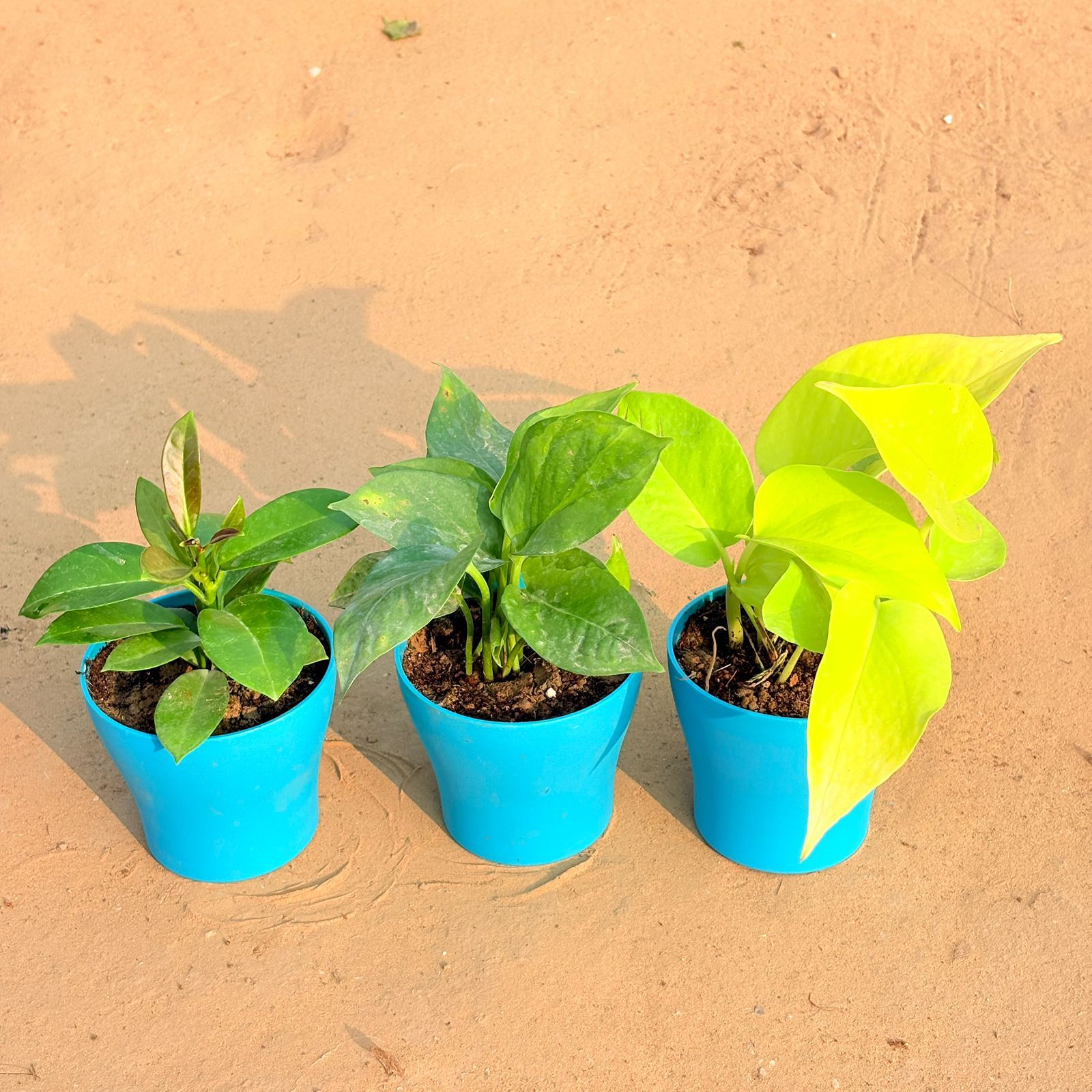 Set of 3 - Hoya Carnosa, Money Plant Green & Golden Money Plant in 4 Inch English Blue Premium Daisy Plastic Planter