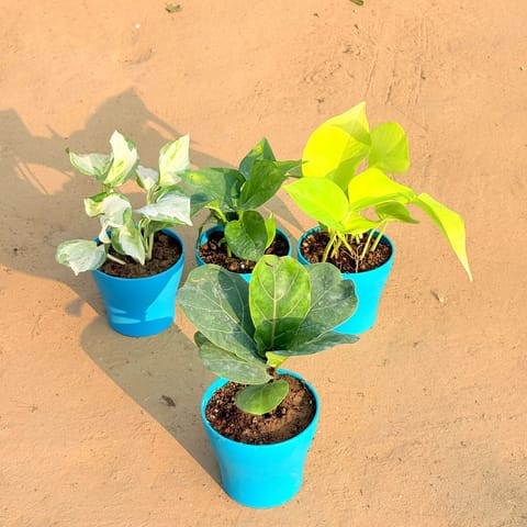 Set of 4 - Fiddle Leaf Fig / Ficus Lyrata, Marble Money Plant, Money Plant Green & Golden Money Plant in 4 Inch English Blue Premium Daisy Plastic Planter