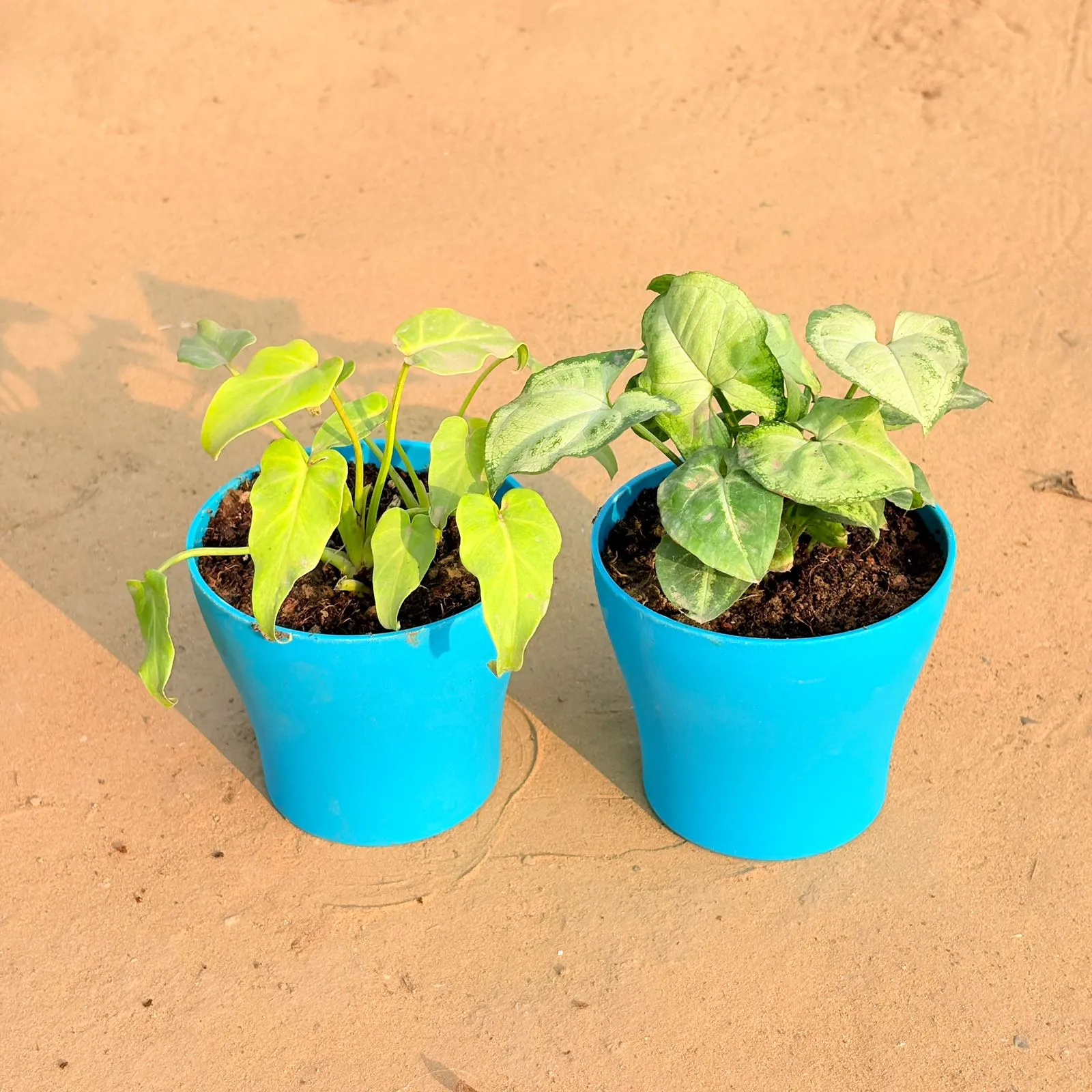 Set of 2 - Xanadu Golden & Syngonium Yammi in 4 Inch English Blue Premium Daisy Plastic Planter