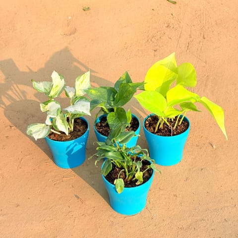 Set of 4 - Xanadu Green, Marble Money Plant, Money Plant Green & Golden Money Plant in 4 Inch English Blue Premium Daisy Plastic Planter