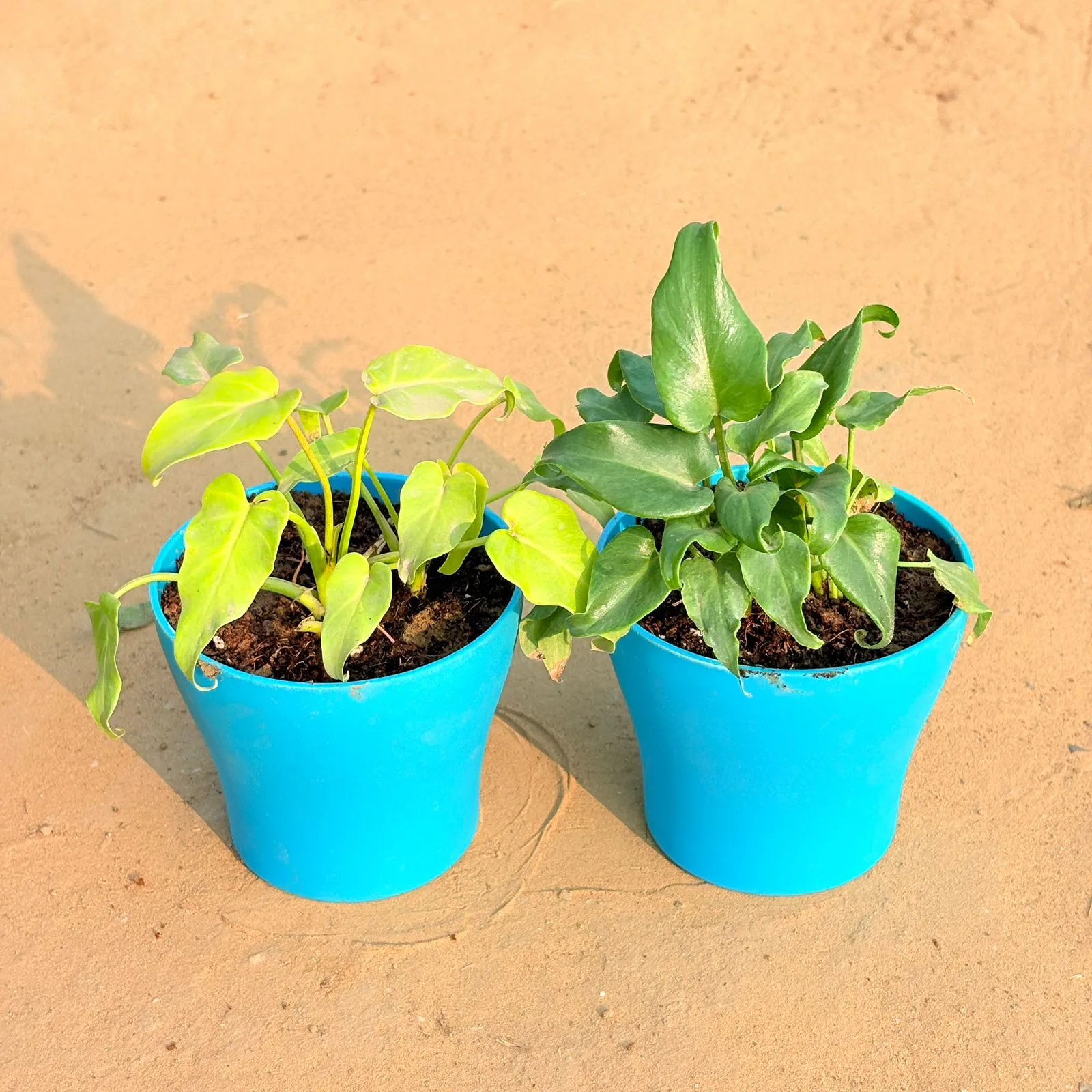 Set of 2 - Xanadu Golden & Xanadu Green in 4 Inch English Blue Premium Daisy Plastic Planter