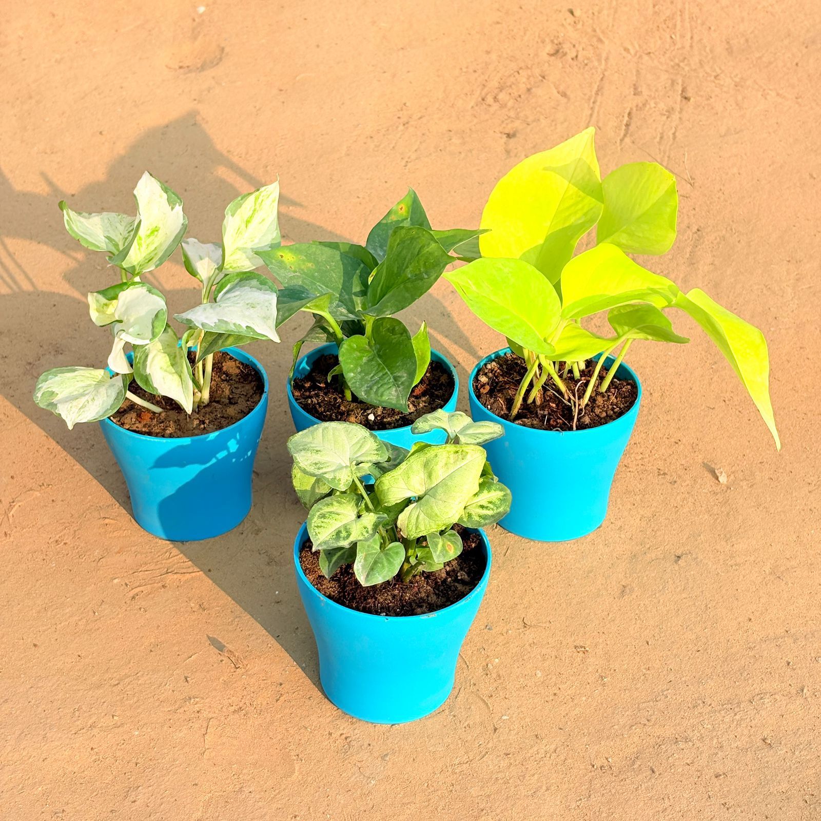 Set of 4 - Syngonium Yammi, Marble Money Plant, Money Plant Green & Golden Money Plant in 4 Inch English Blue Premium Daisy Plastic Planter