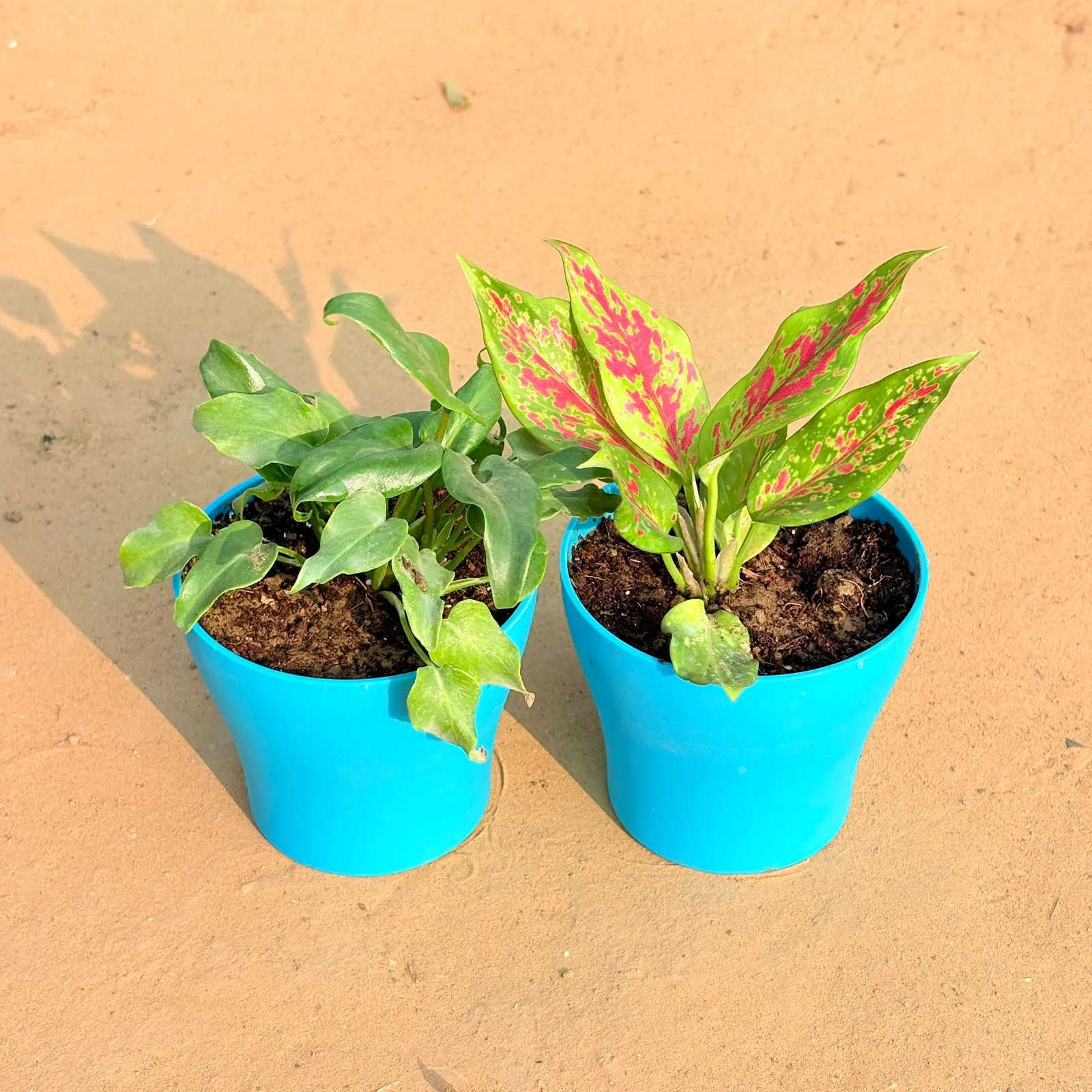Set of 2 - Xanadu Green & Aglaonema Pink Dalmatian / Valentine in 4 Inch English Blue Premium Daisy Plastic Planter