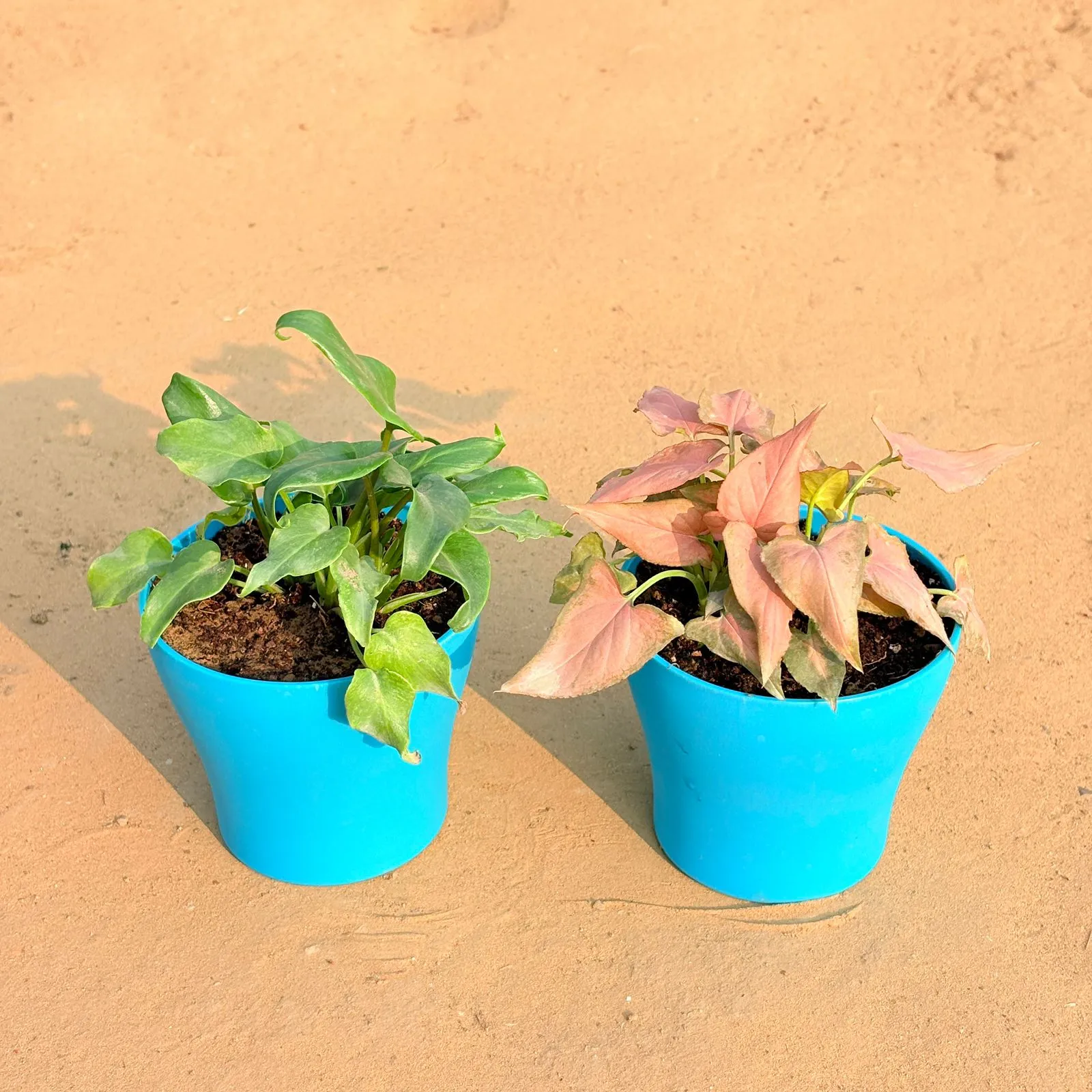 Set of 2 - Xanadu Green & Aglaonema Pink Dalmatian / Valentine in 4 Inch English Blue Premium Daisy Plastic Planter