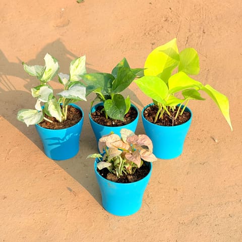 Set of 4 - Syngonium Pink, Marble Money Plant, Money Plant Green & Golden Money Plant in 4 Inch English Blue Premium Daisy Plastic Planter