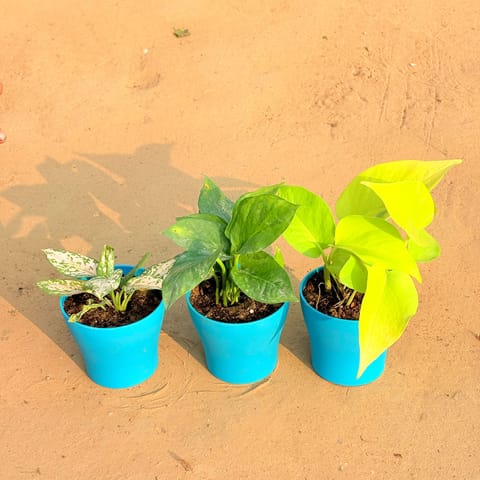 Set of 3 - Aglaonema White, Money Plant Green & Golden Money Plant in 4 Inch English Blue Premium Daisy Plastic Planter