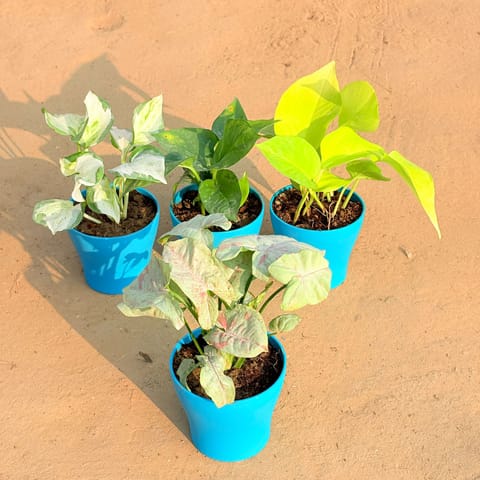 Set of 4 - Syngonium Candyfloss, Marble Money Plant, Money Plant Green & Golden Money Plant in 4 Inch English Blue Premium Daisy Plastic Planter