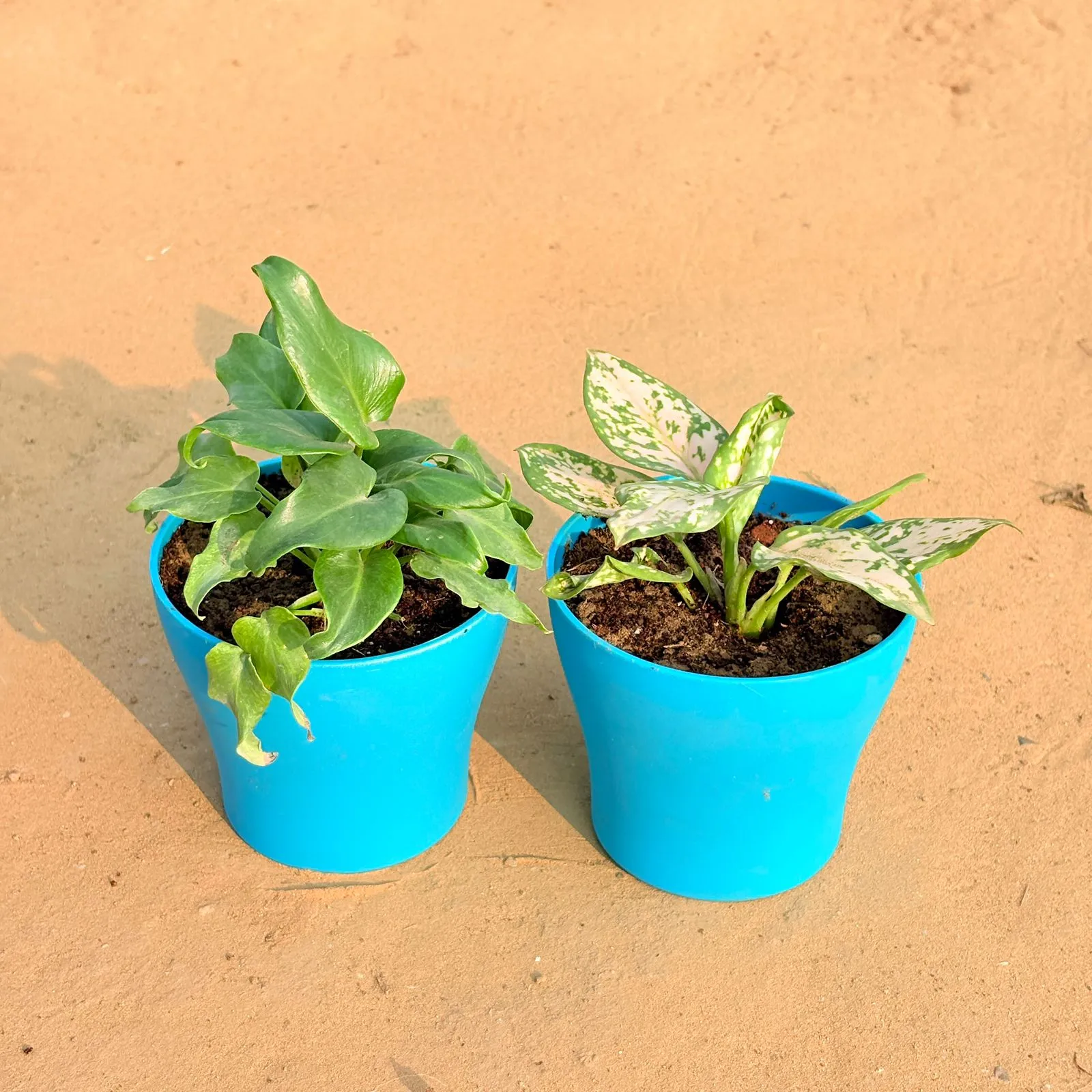 Set of 2 - Xanadu Green & Aglaonema White in 4 Inch English Blue Premium Daisy Plastic Planter