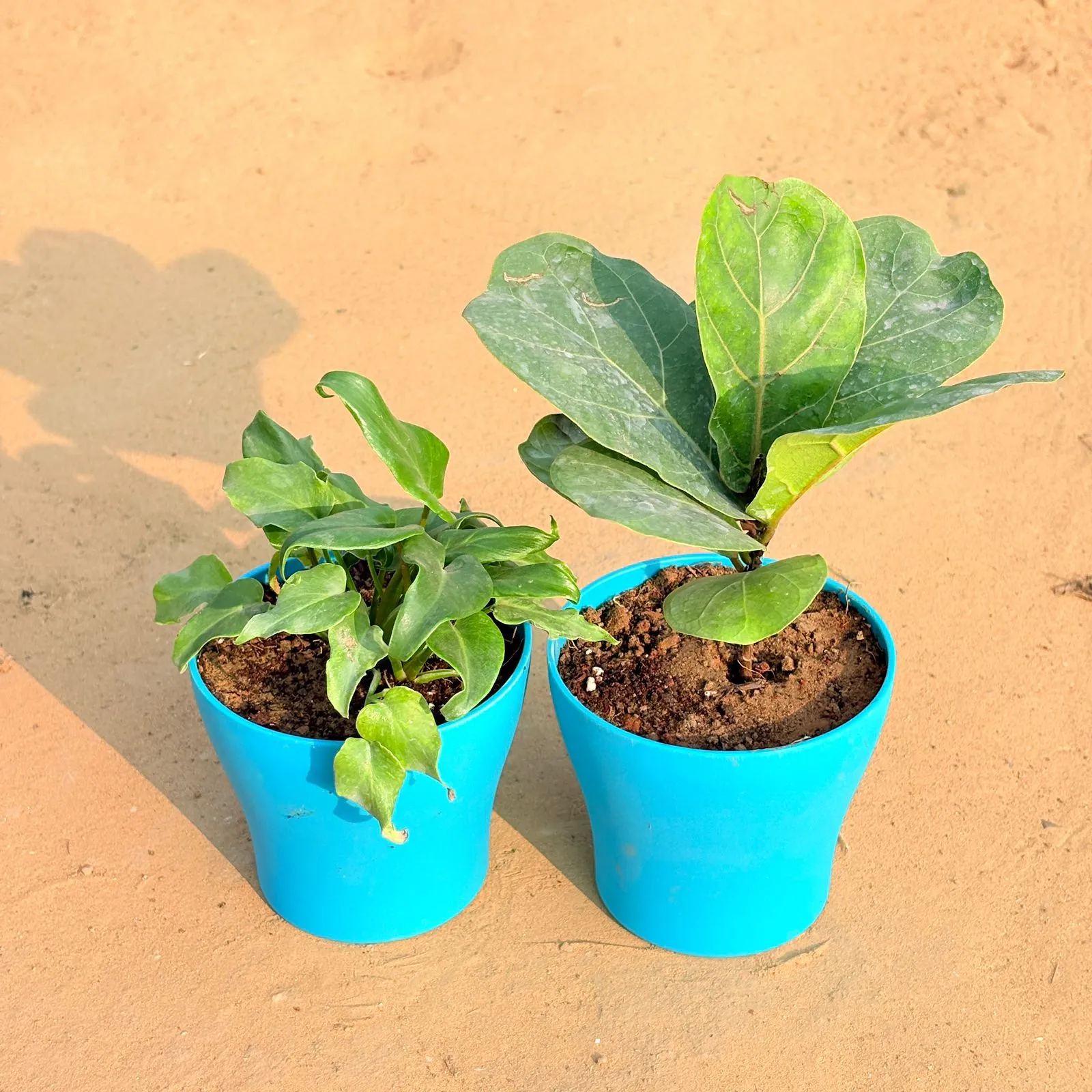 Set of 2 - Xanadu Green & Fiddle Leaf Fig / Ficus Lyrata in 4 Inch English Blue Premium Daisy Plastic Planter
