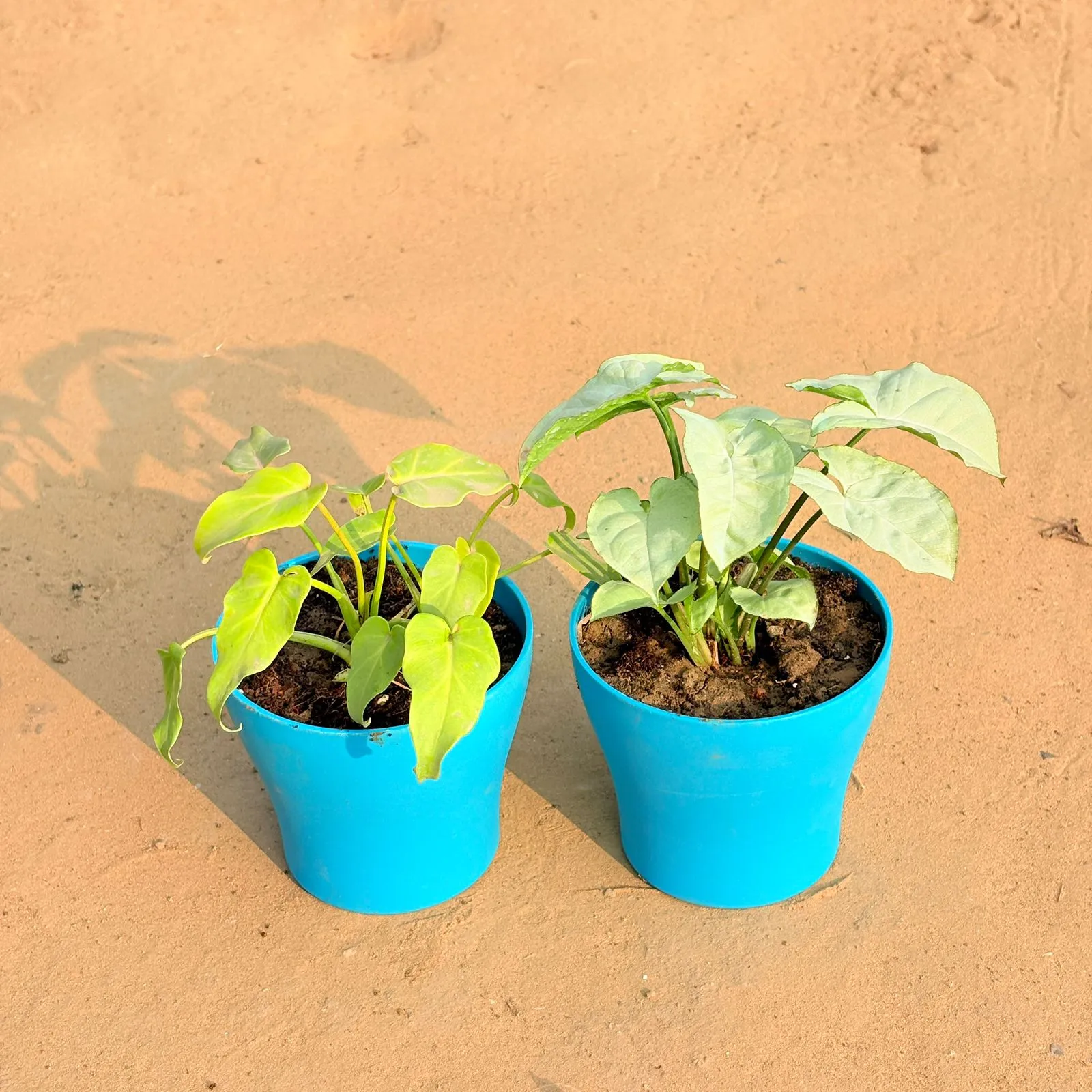 Set of 2 - Xanadu Golden & Syngonium White in 4 Inch English Blue Premium Daisy Plastic Planter