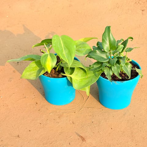Set of 2 - Xanadu Green & Oxycardium Brazil /Vareigated in 4 Inch Live Plant English Blue Premium Daisy Plastic Planter