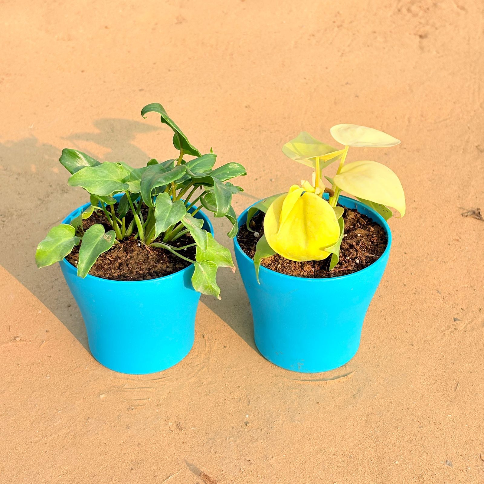 Set of 2 - Xanadu Green & Oxycardium Golden in 4 Inch English Blue Premium Daisy Plastic Planter