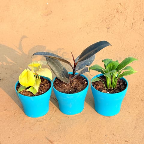 Set of 3 - Oxycardium Golden, Rubber Black & Peace Lily in 4 Inch English Blue Premium Daisy Plastic Planter