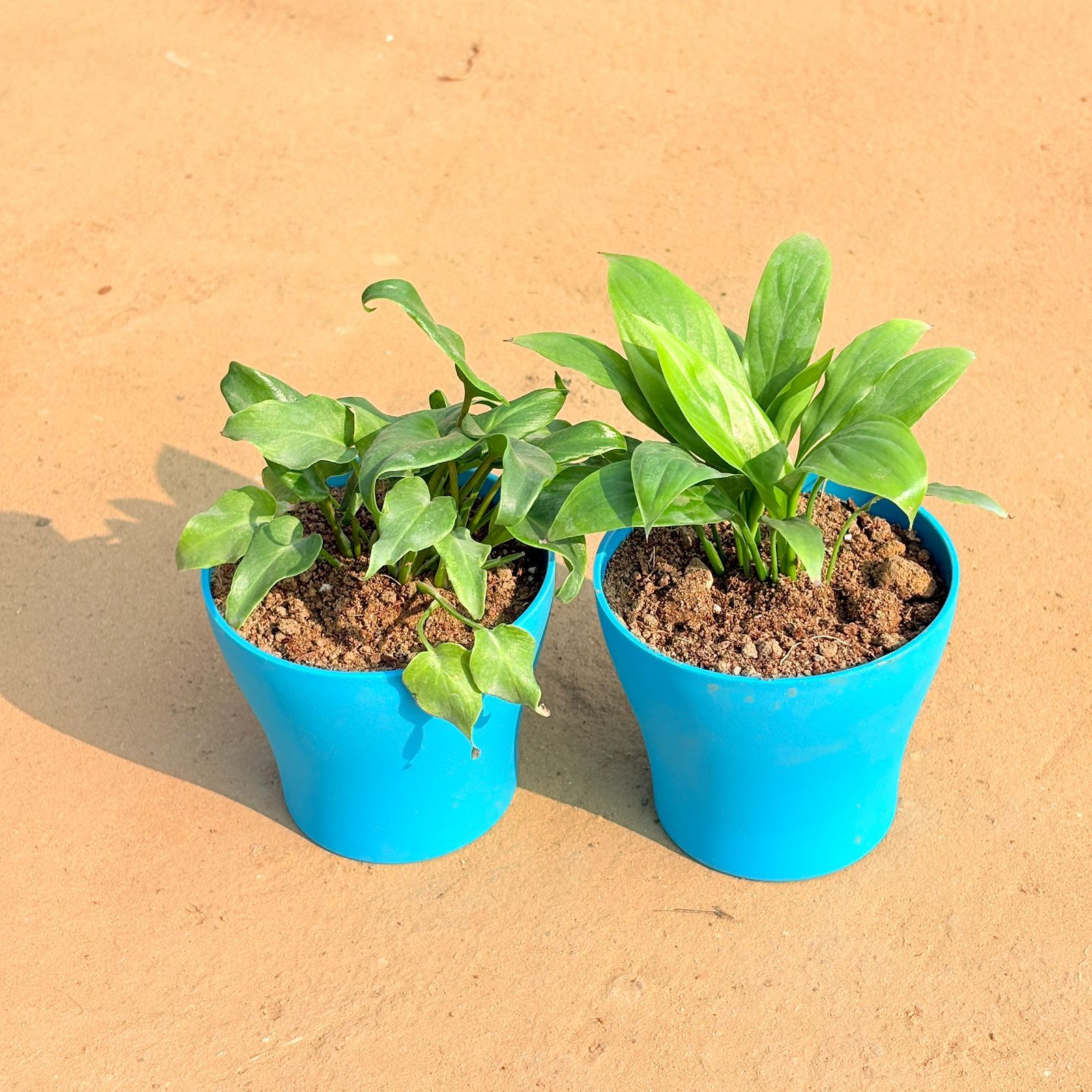 Set of 2 - Xanadu Green & Peace Lily in 4 Inch English Blue Premium Daisy Plastic Planter