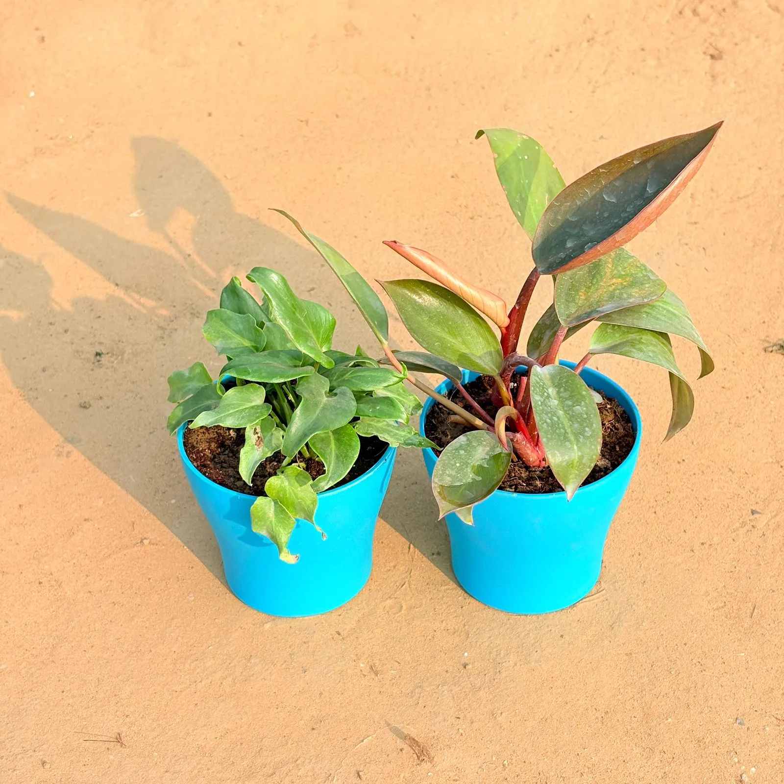 Set of 2 - Xanadu Green & Philodendron Red in 4 Inch English Blue Premium Daisy Plastic Planter