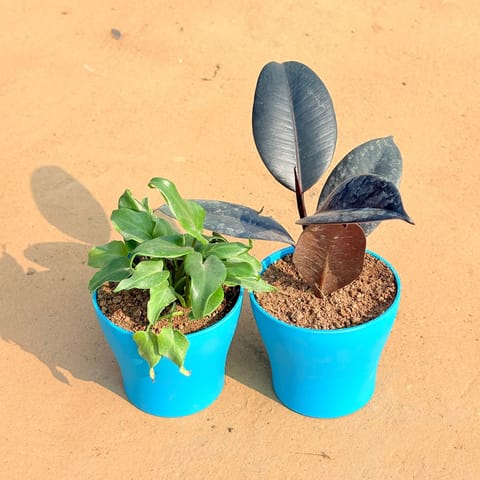 Set of 2 - Xanadu Green & Rubber Black in 4 Inch English Blue Premium Daisy Plastic Planter