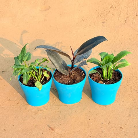 Set of 3 - Xanadu Green, Rubber Black & Peace Lily in 4 Inch English Blue Premium Daisy Plastic Planter