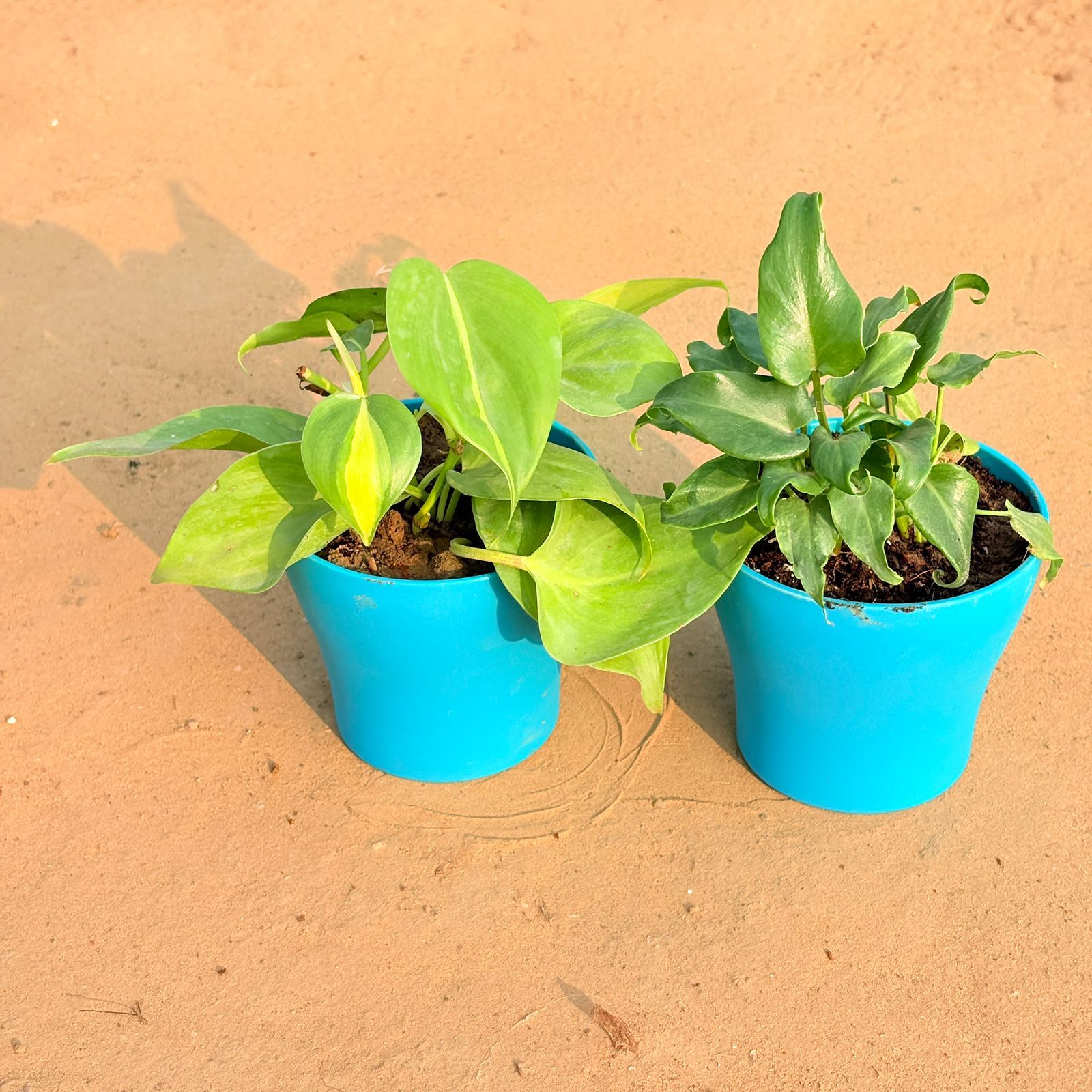 Set of 2 - Xanadu Green & Oxycardium Brazil /Vareigated in 4 Inch English Blue Premium Daisy Plastic Planter