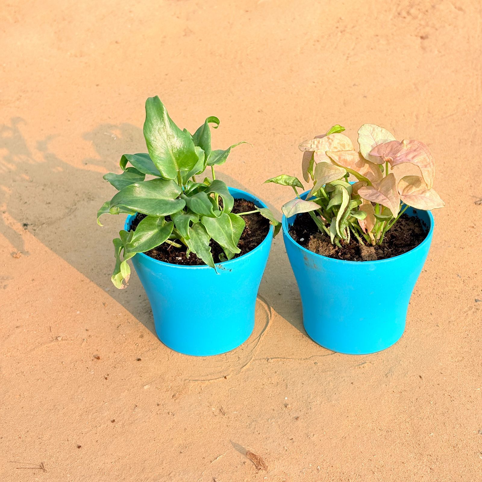 Set of 2 - Xanadu Green & Syngonium Pink in 4 Inch English Blue Premium Daisy Plastic Planter