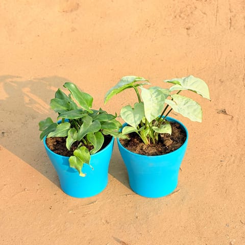 Set of 2 - Xanadu Green & Syngonium White in 4 Inch Live Plant English Blue Premium Daisy Plastic Planter