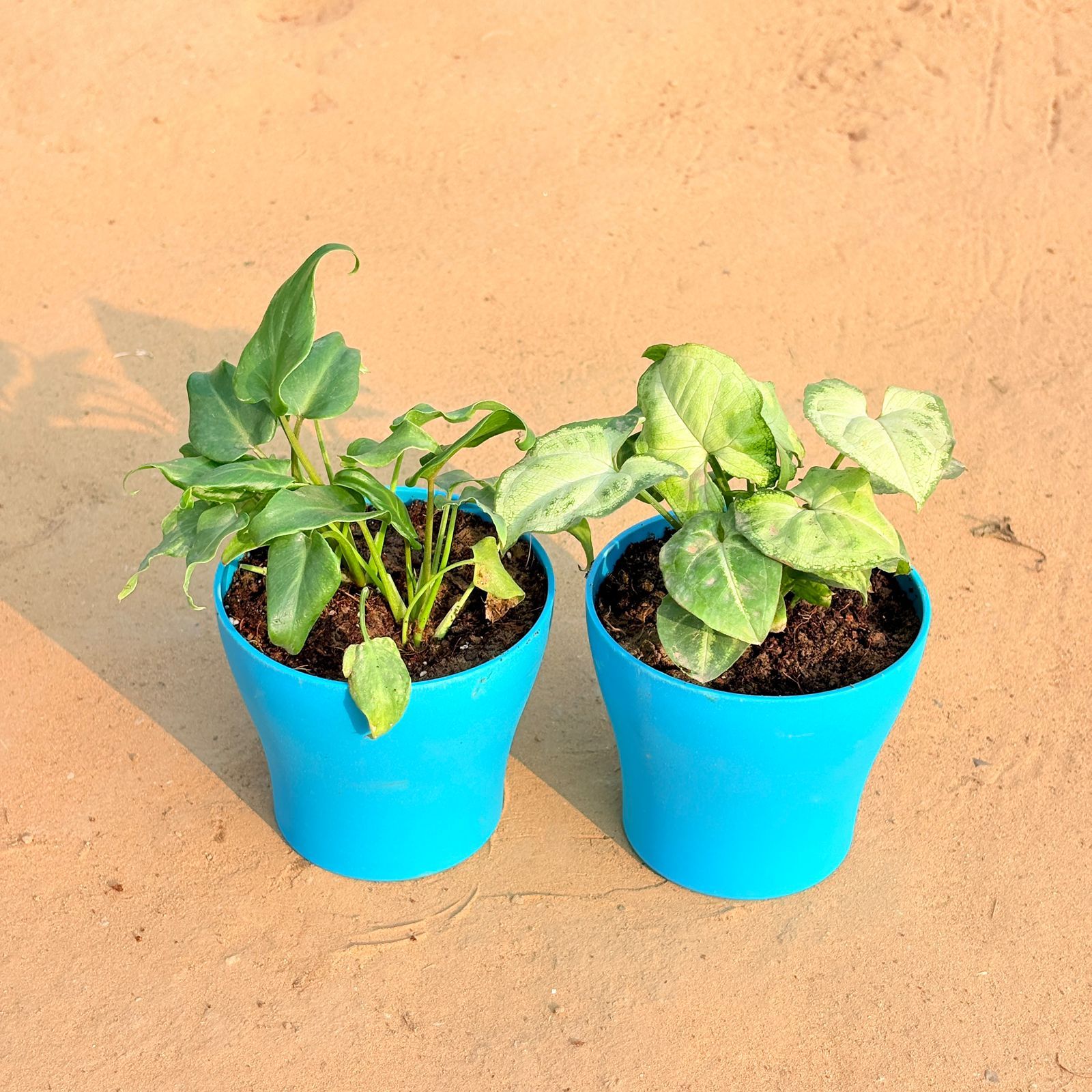 Set of 2 - Xanadu Green & Syngonium Yammi in 4 Inch English Blue Premium Daisy Plastic Planter