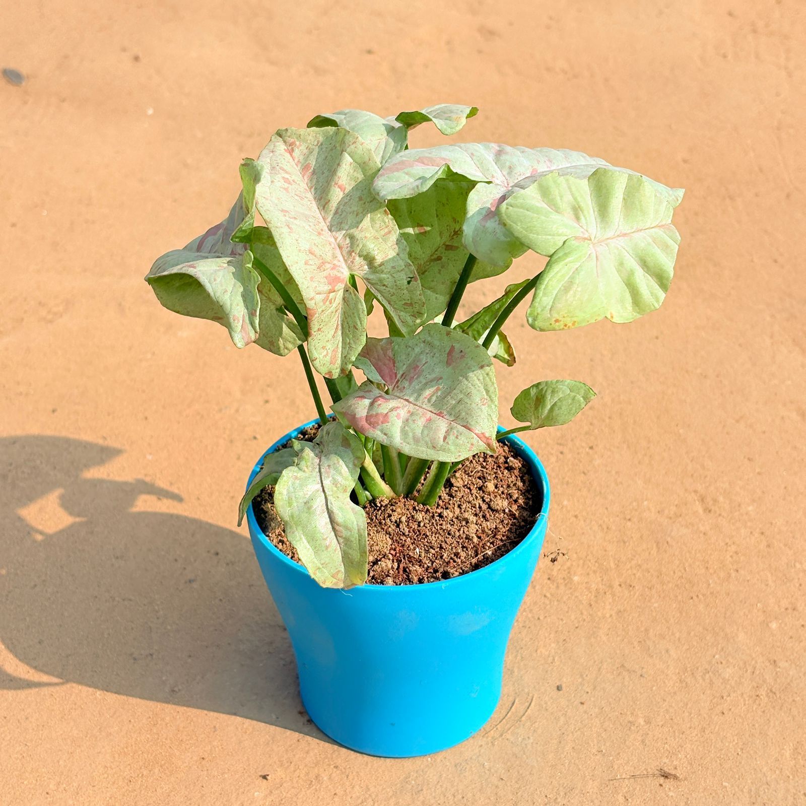 Syngonium Candyfloss in 4 Inch English Blue Premium Daisy Plastic Planter