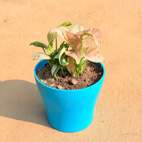 Syngonium Pink in 4 Inch Live Fresh Plant English Blue Premium Daisy Plastic Planter in Sector 111