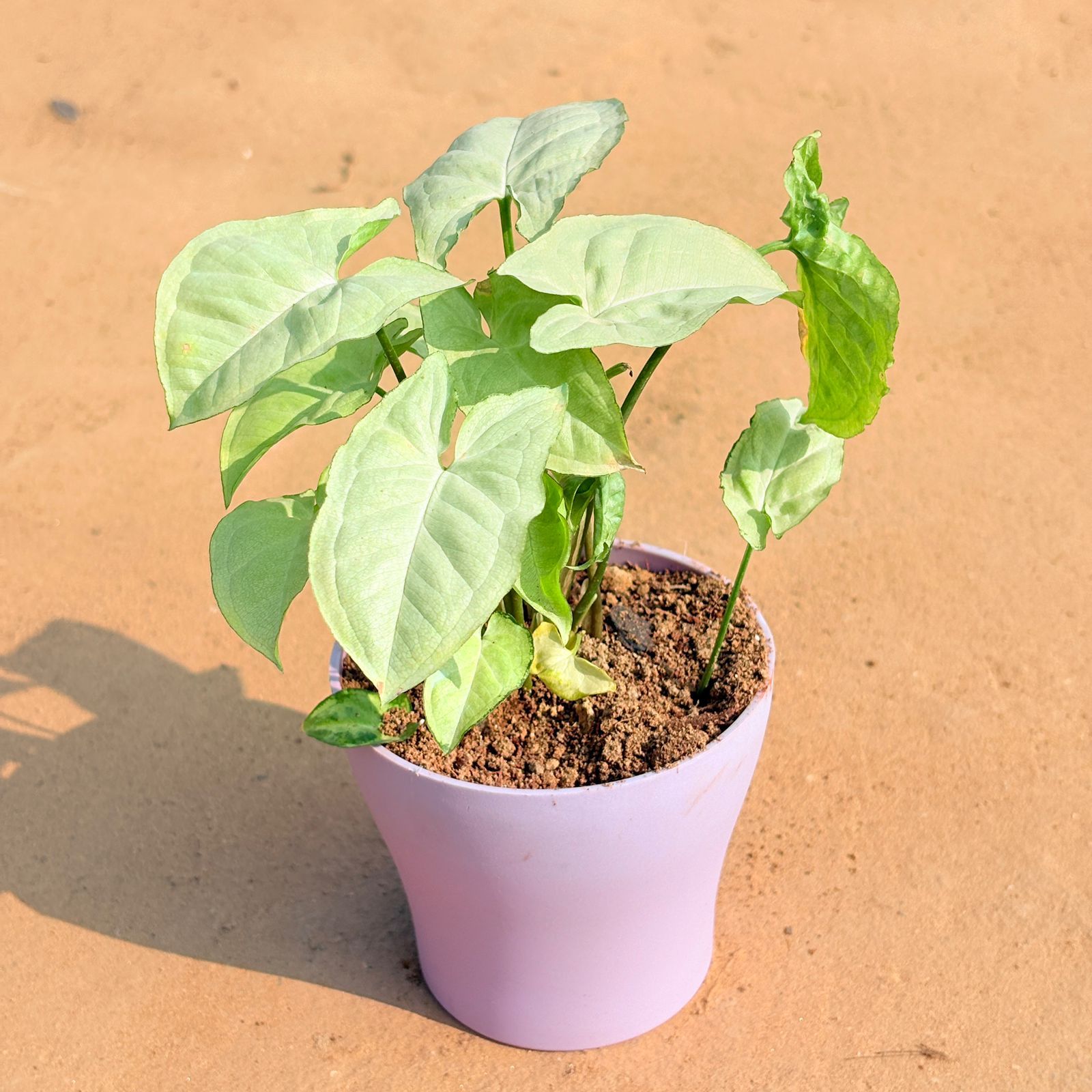 Syngonium White in 4 Inch Purple Premium Daisy Plastic Planter