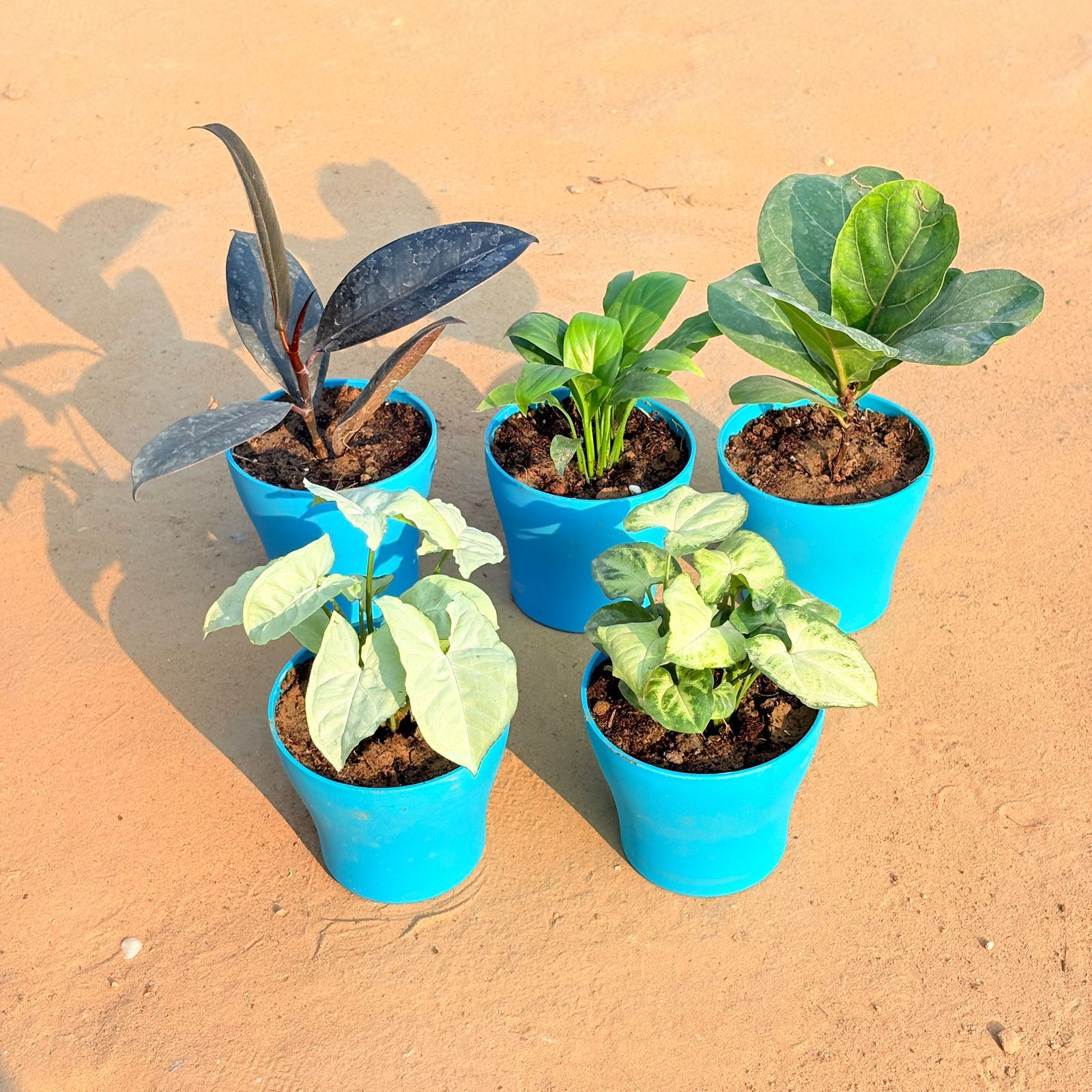 Set of 5 - Syngonium White, Rubber Black, Peace Lily, Fiddle Leaf Fig / Ficus Lyrata & Syngonium Yammi in 4 Inch English Blue Premium Daisy Plastic Planter
