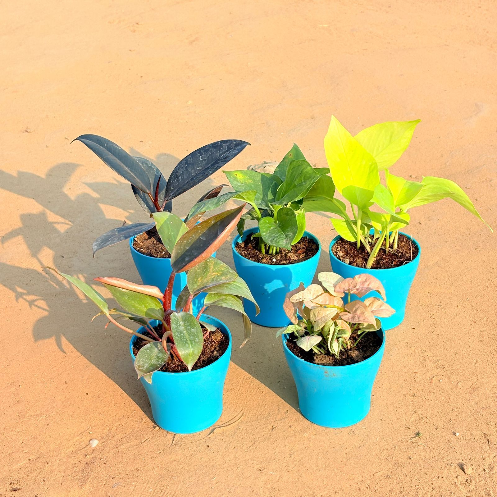 Set of 5 - Philodendron Red, Rubber Black, Money Plant Green, Golden Money Plant & Syngonium Pink in 4 Inch English Blue Premium Daisy Plastic Planter