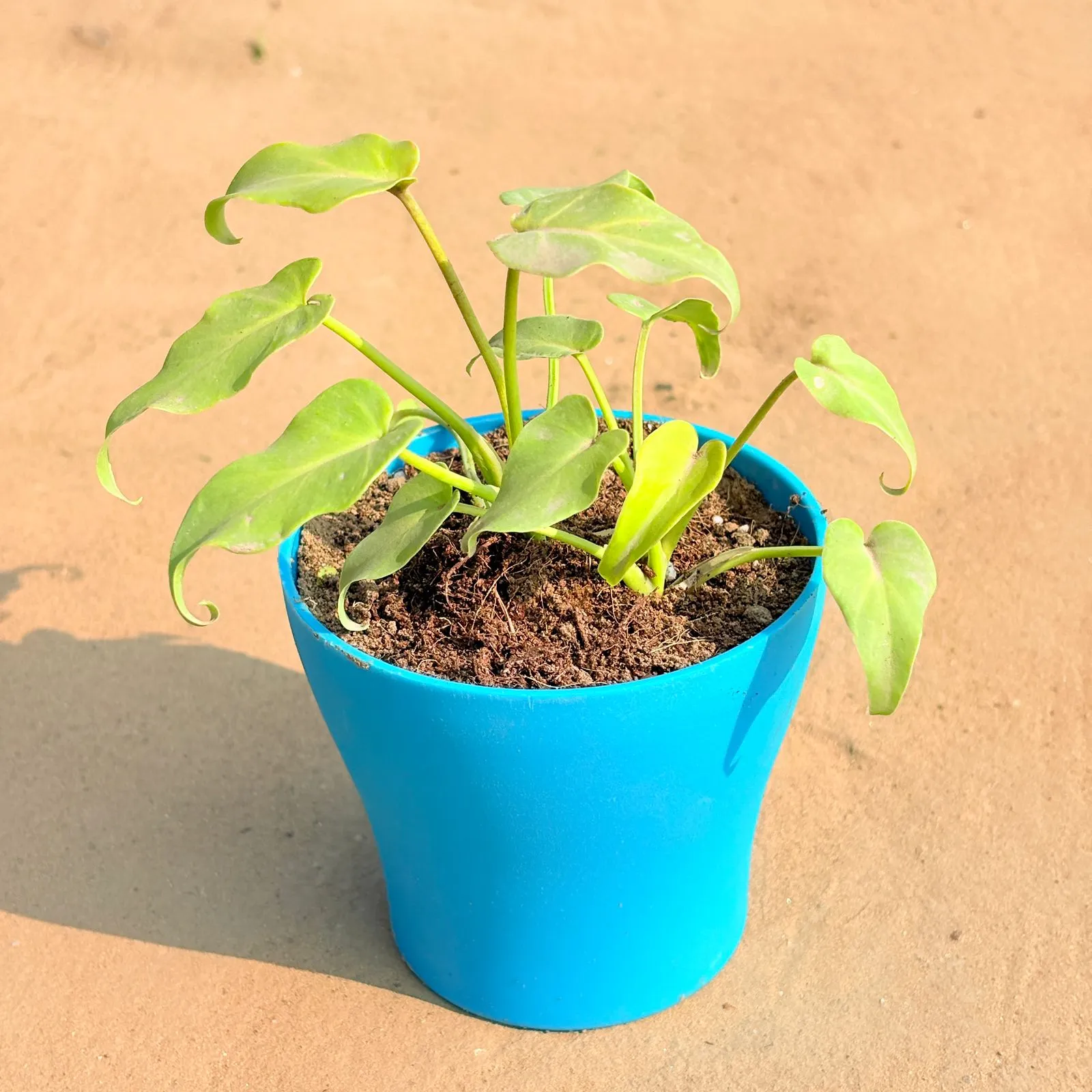 Xanadu Golden in 4 Inch English Blue Premium Daisy Plastic Planter