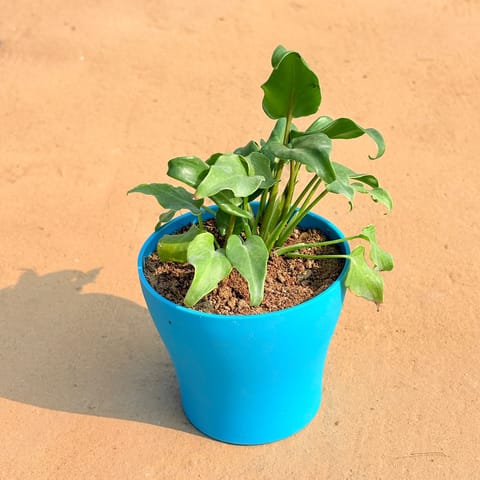 Xanadu Green in 4 Inch English Blue Premium Daisy Plastic Planter