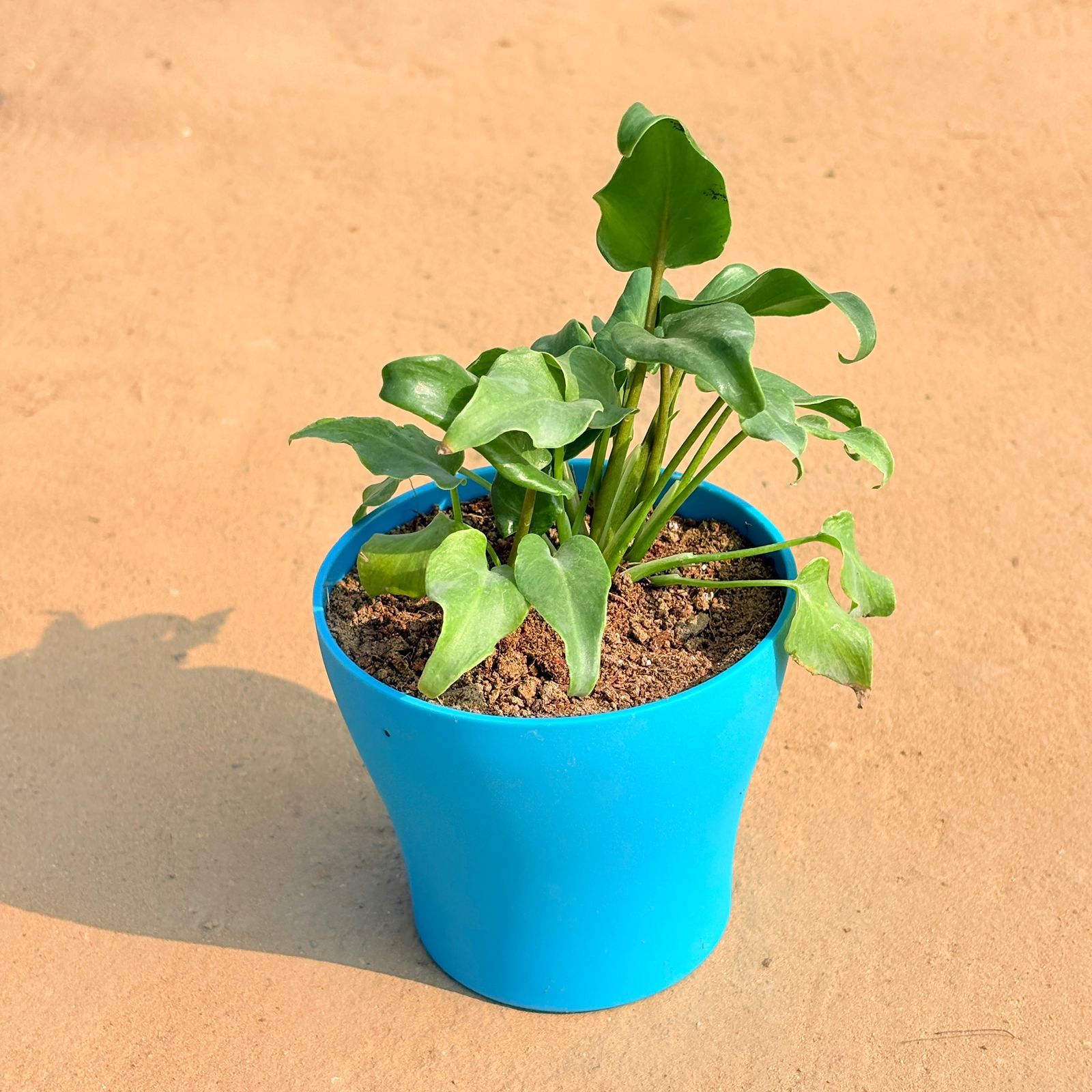 Xanadu Green in 4 Inch English Blue Premium Daisy Plastic Planter