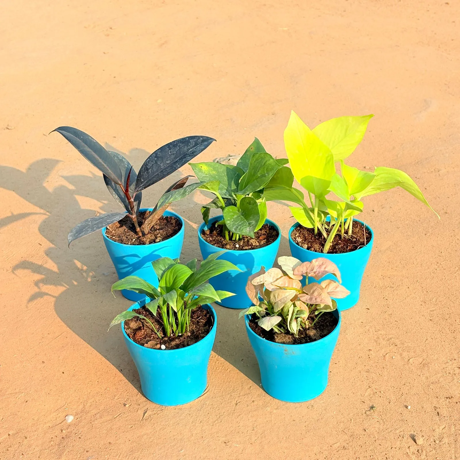 Set of 5 - Peace Lily, Rubber Black, Money Plant Green, Golden Money Plant & Syngonium Pink in 4 Inch English Blue Premium Daisy Plastic Planter