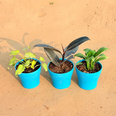 Set of 3 - Xanadu Golden, Rubber Black & Peace Lily in 4 Inch English Blue Premium Daisy Plastic Planter