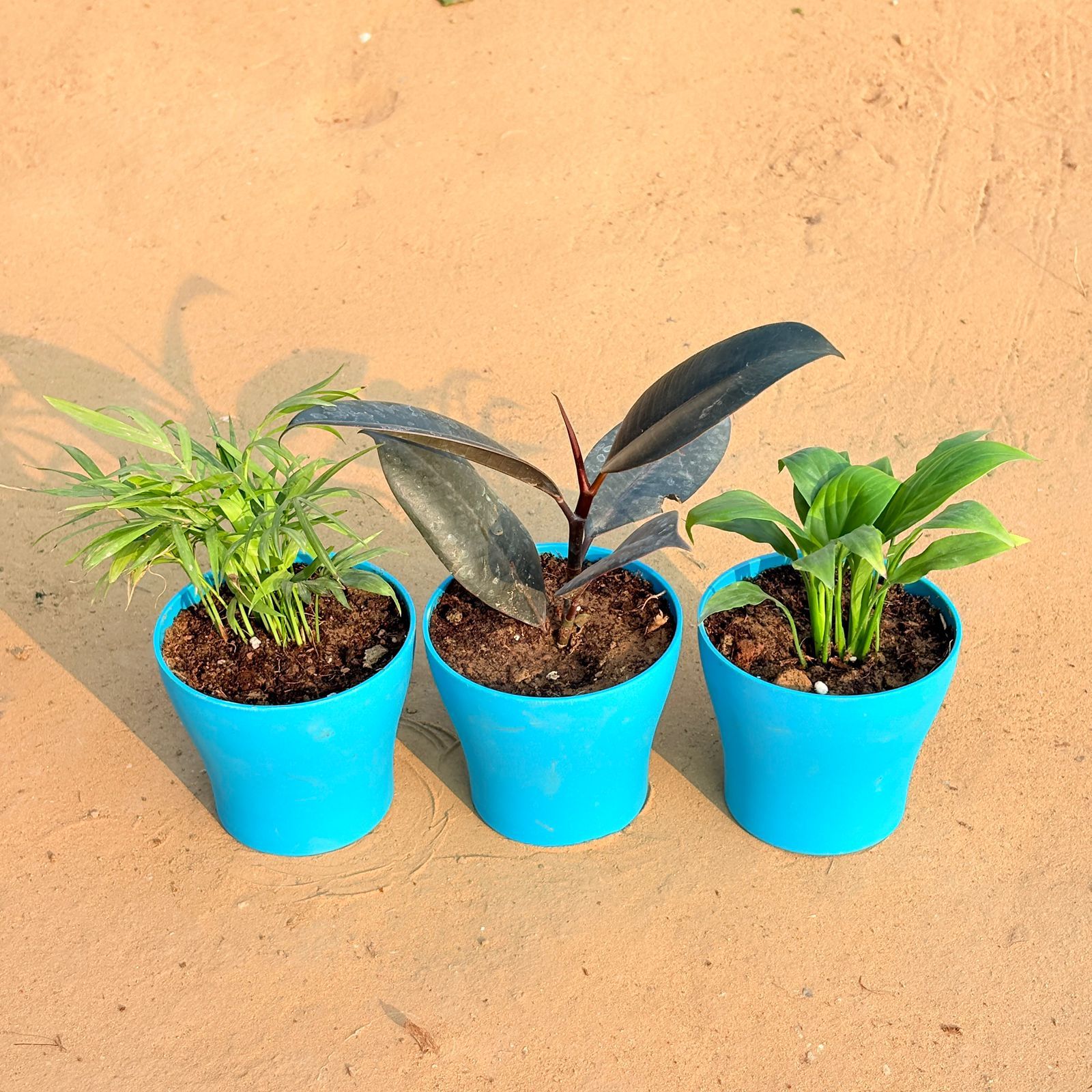 Set of 3 - Chamaedorea Palm, Rubber Black & Peace Lily in 4 Inch English Blue Premium Daisy Plastic Planter
