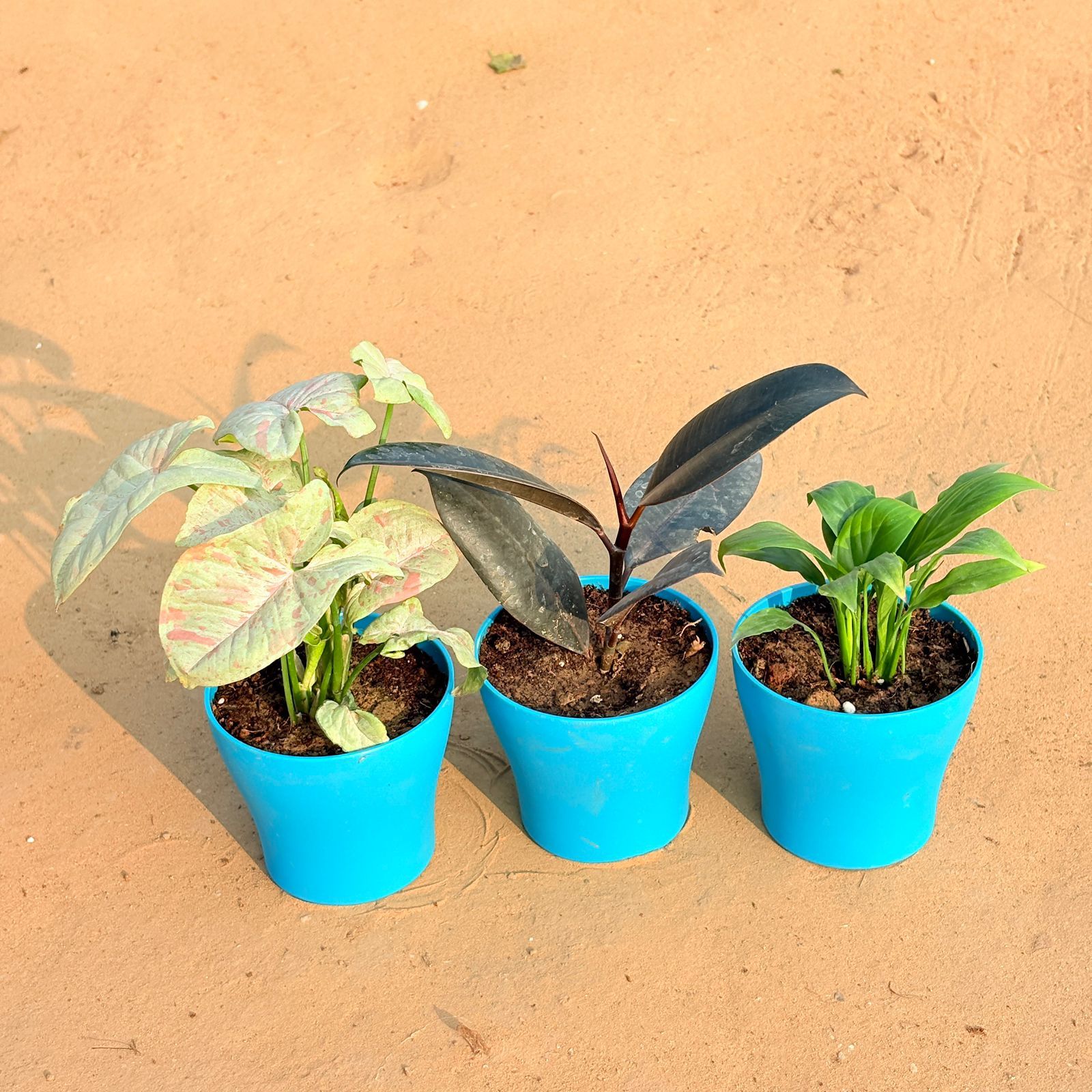 Set of 3 - Syngonium Candyfloss, Rubber Black & Peace Lily in 4 Inch English Blue Premium Daisy Plastic Planter
