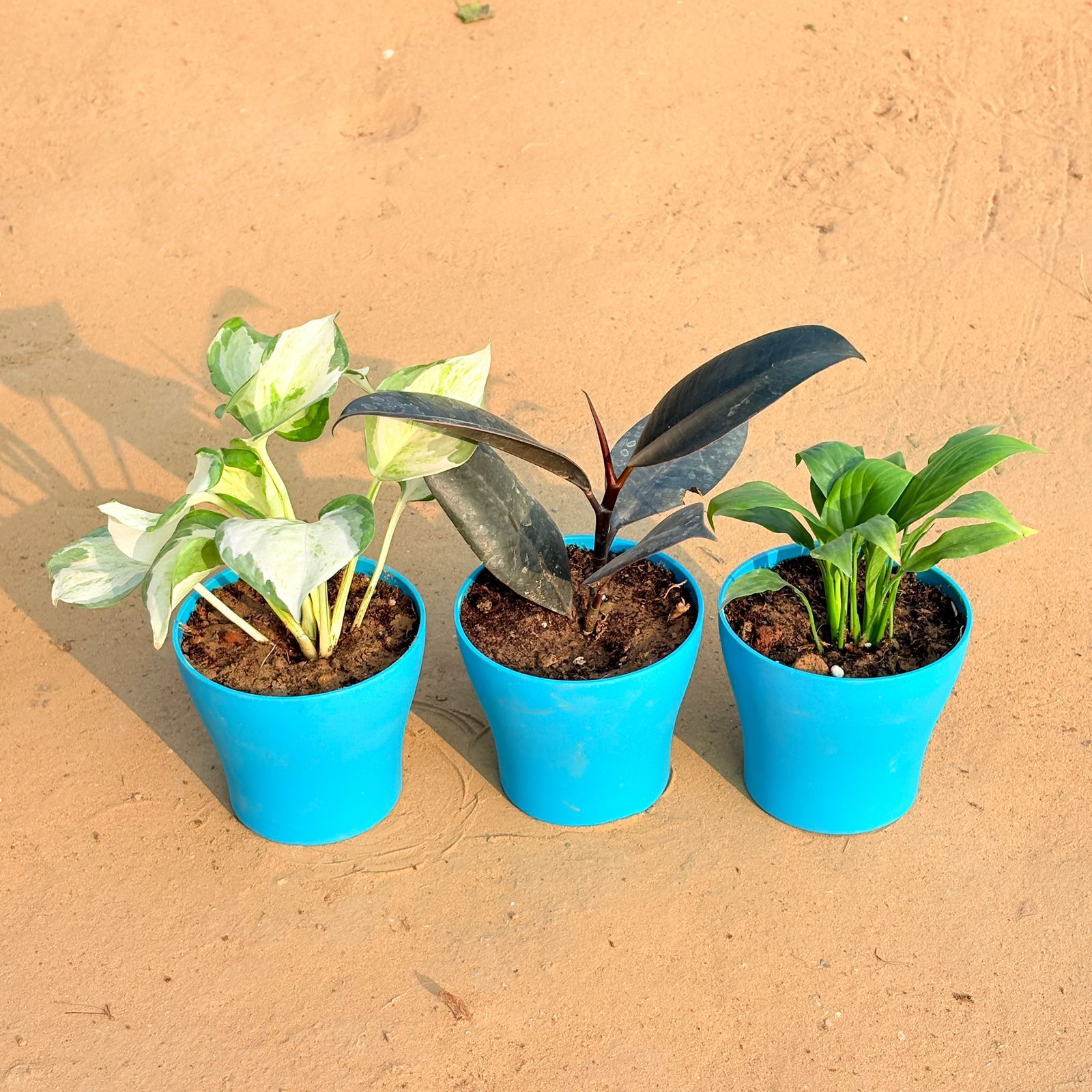 Set of 3 - Marble Money Plant, Rubber Black & Peace Lily in 4 Inch English Blue Premium Daisy Plastic Planter