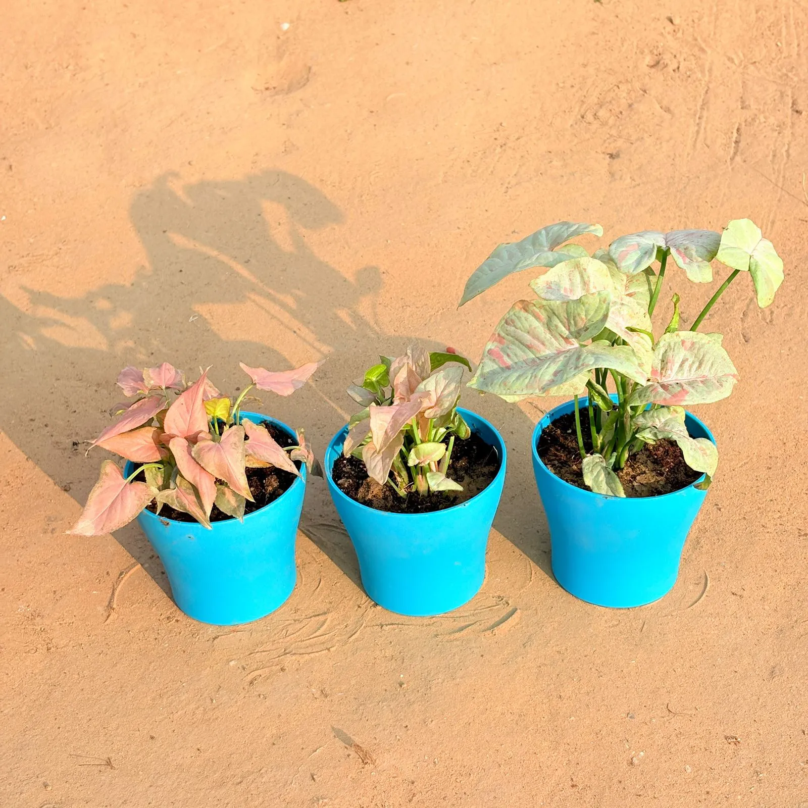 Set of 3 - Syngonium Pink Arrowhead, Syngonium Candyfloss & Syngonium White in 4 Inch English Blue Premium Daisy Plastic Planter