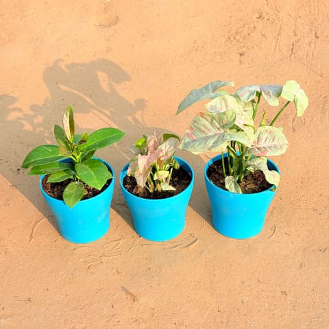 Set of 3 - Hoya Carnosa, Syngonium Candyfloss & Syngonium White in 4 Inch Live Plant English Blue Premium Daisy Plastic Planter