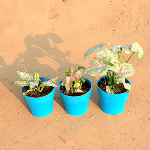 Set of 3 - Aglaonema White, Syngonium Candyfloss & Syngonium White in 4 Inch Live Plant English Blue Premium Daisy Plastic Planter