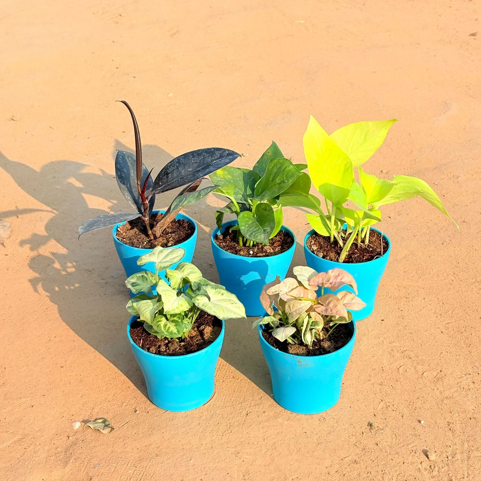 Set of 5 - Syngonium Yammi, Rubber Black, Money Plant Green, Golden Money Plant & Syngonium Pink in 4 Inch English Blue Premium Daisy Plastic Planter