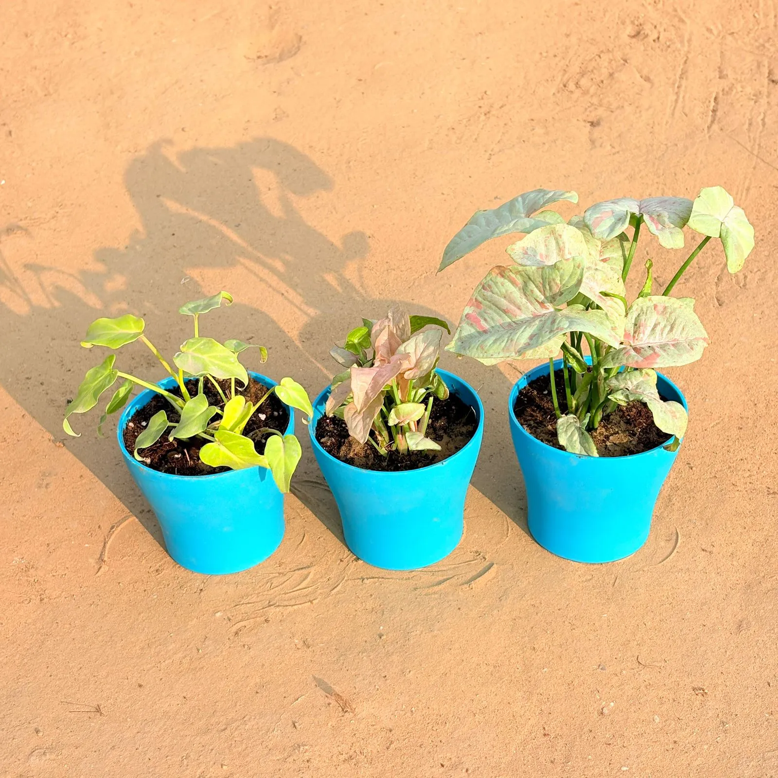 Set of 3 - Xanadu Golden, Syngonium Candyfloss & Syngonium White in 4 Inch English Blue Premium Daisy Plastic Planter