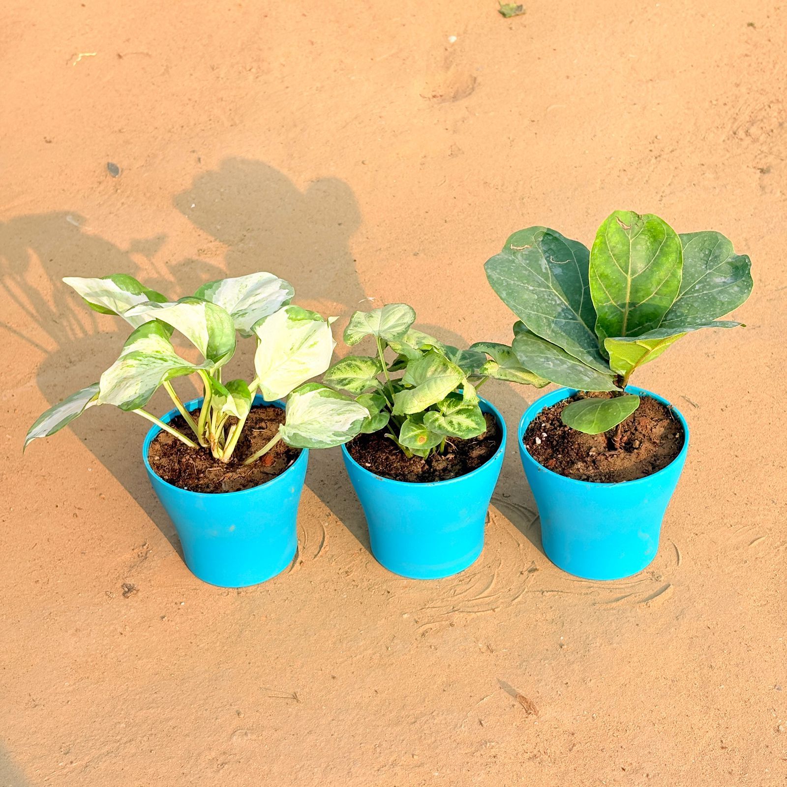 Set of 3 - Marble Money Plant, Syngonium Yammi & Fiddle Leaf Fig / Ficus Lyrata in 4 Inch English Blue Premium Daisy Plastic Planter