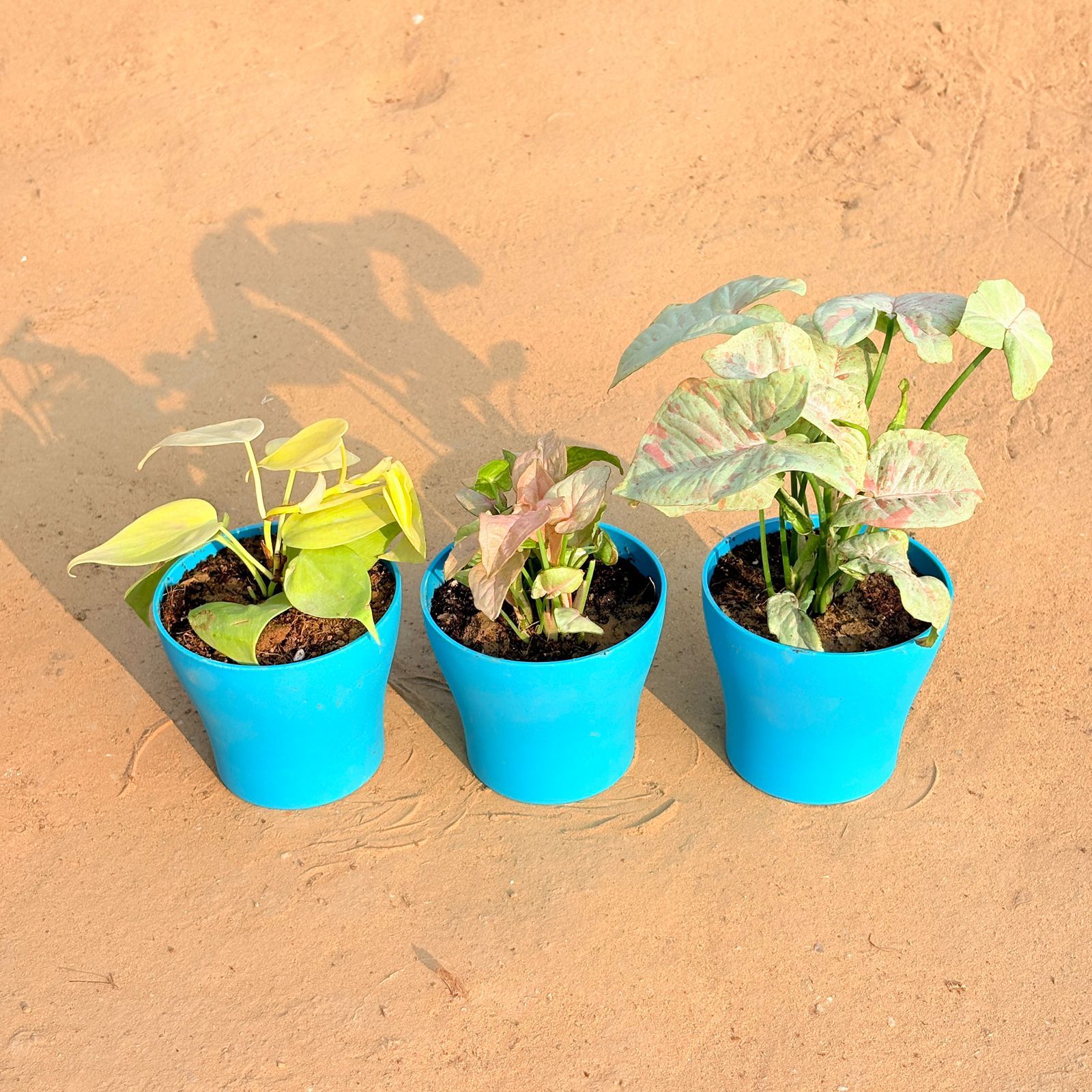 Set of 3 - Oxycardium Golden, Syngonium Candyfloss & Syngonium White in 4 Inch English Blue Premium Daisy Plastic Planter