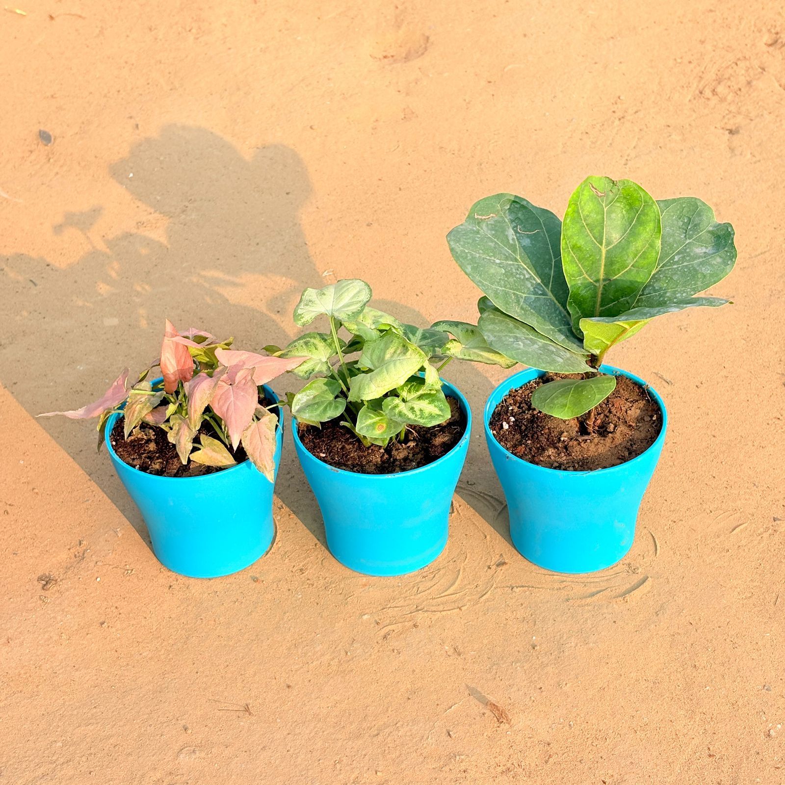 Set of 3 - Syngonium Pink Arrowhead, Syngonium Yammi & Fiddle Leaf Fig / Ficus Lyrata in 4 Inch English Blue Premium Daisy Plastic Planter