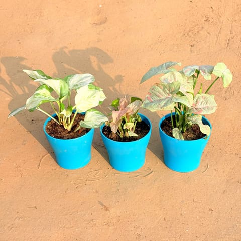 Set of 3 - Marble Money Plant, Syngonium Candyfloss & Syngonium White in 4 Inch Live Plant English Blue Premium Daisy Plastic Planter
