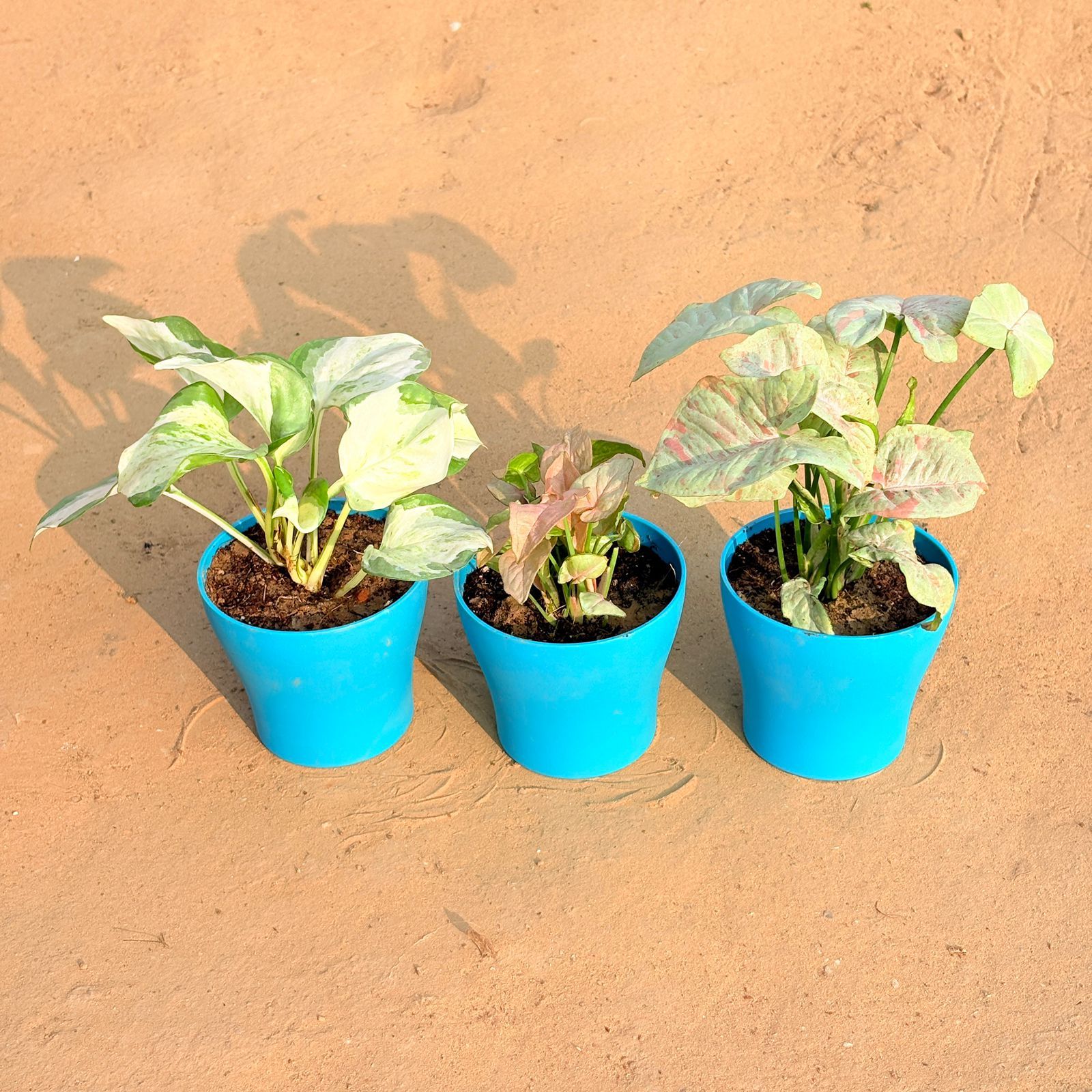 Set of 3 - Marble Money Plant, Syngonium Candyfloss & Syngonium White in 4 Inch English Blue Premium Daisy Plastic Planter